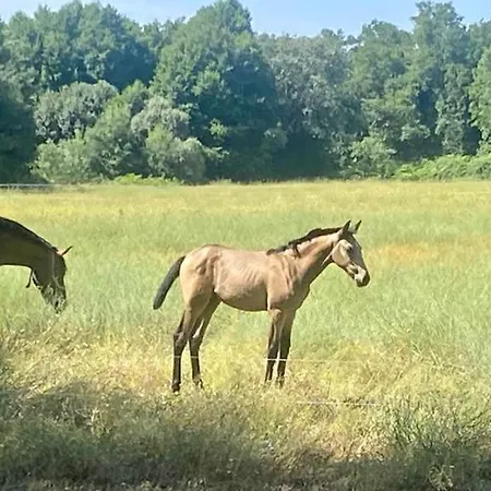 Nyaraló El Bosque De *