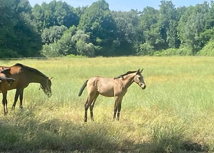 펜션 El Bosque De *
